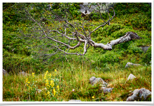 A birch tree fights for its life here.